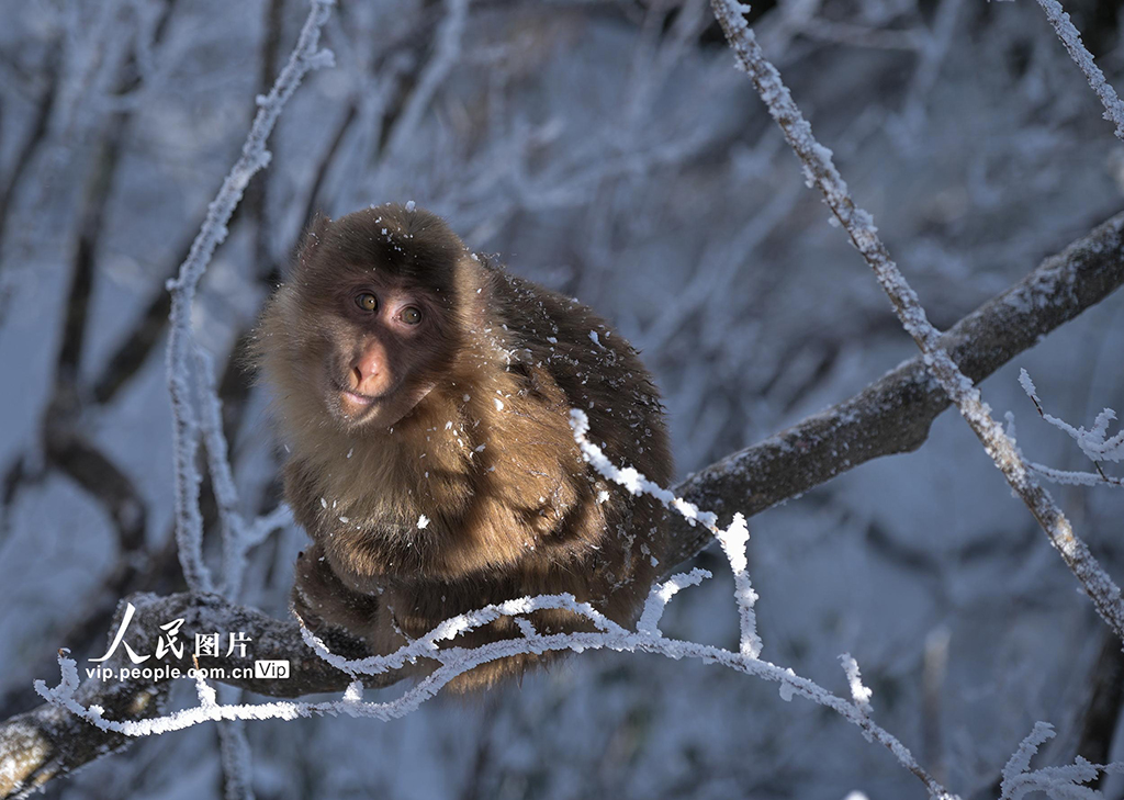 安徽：黃山短尾猴萌趣迎游客【5】