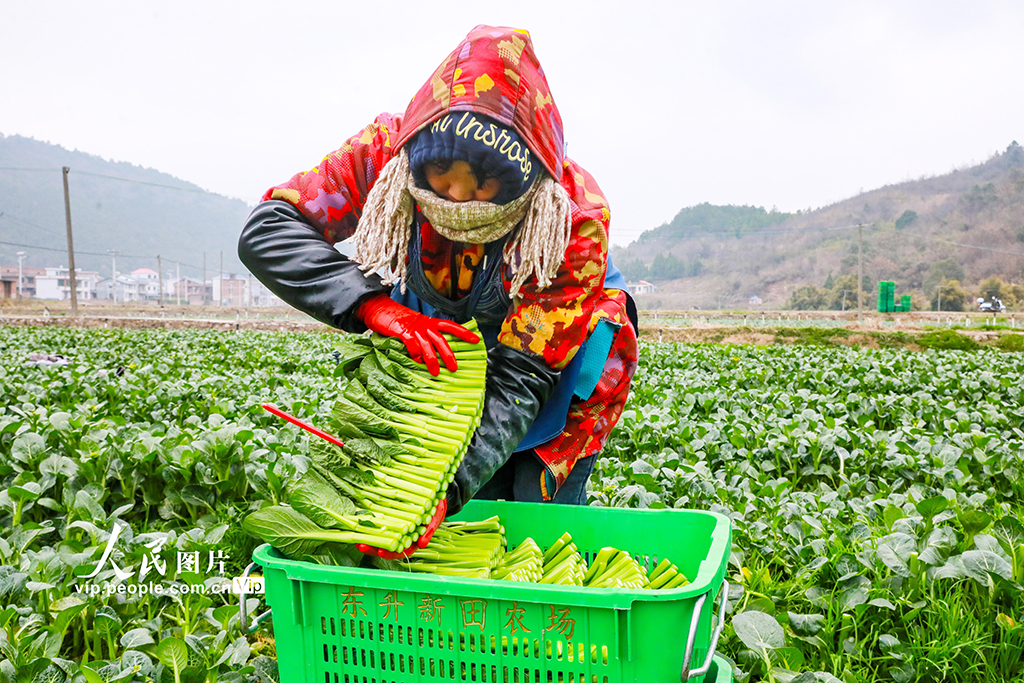 湖南新田：采收蔬菜保供应【3】