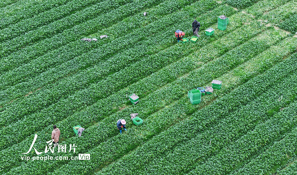 湖南新田:採收蔬菜保供應【5】