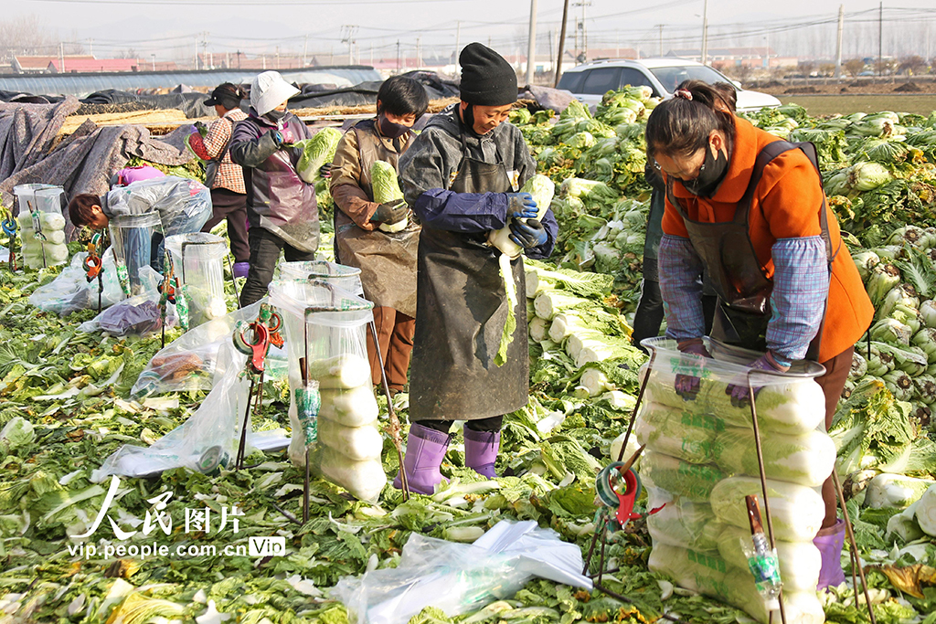 河北玉田:冬儲白菜外銷忙【2】