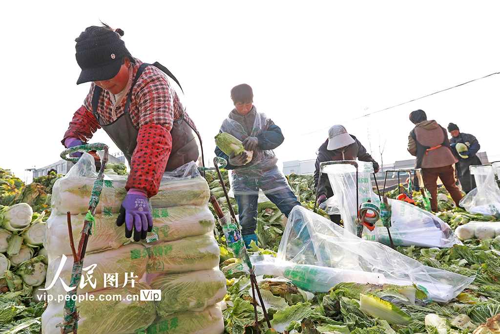河北玉田：冬儲白菜外銷忙【4】