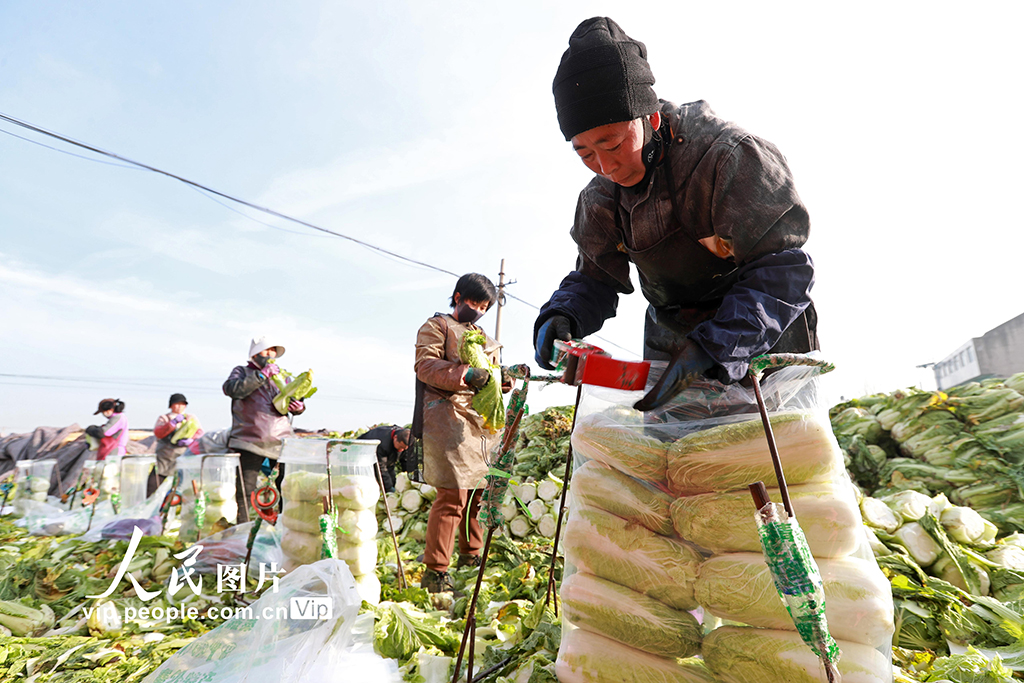 河北玉田：冬储白菜外销忙【6】