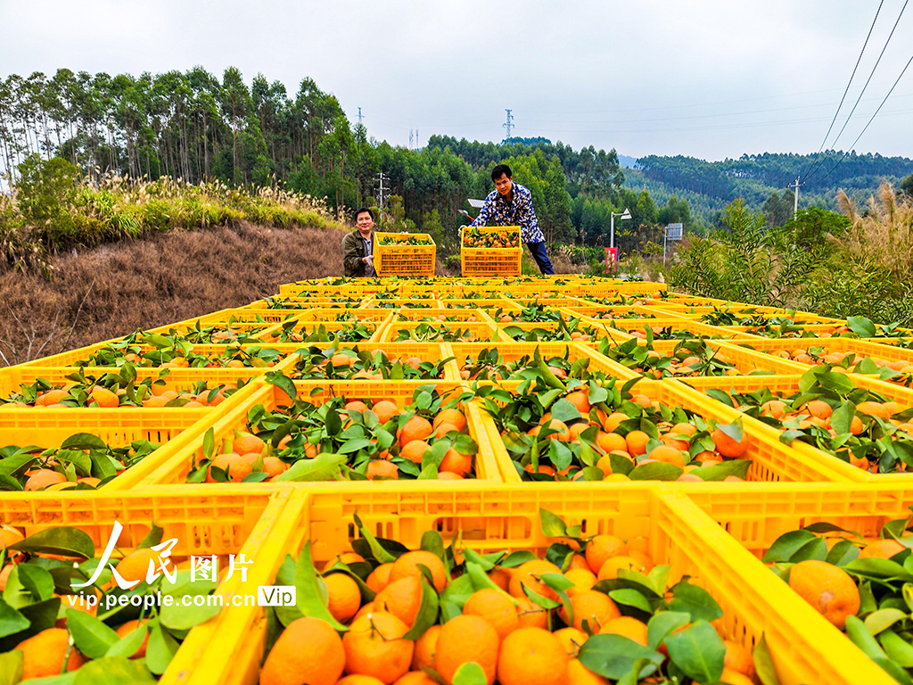 廣西金秀：採摘沙糖桔【5】
