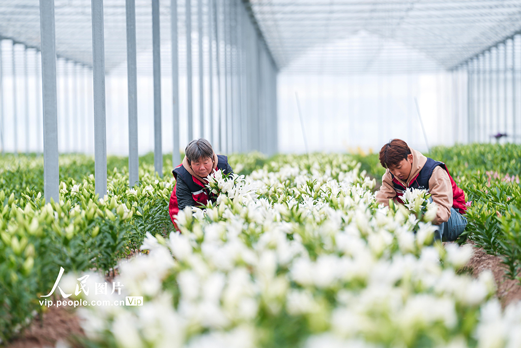 浙江金華：“美麗經濟”賦能鄉村振興【2】