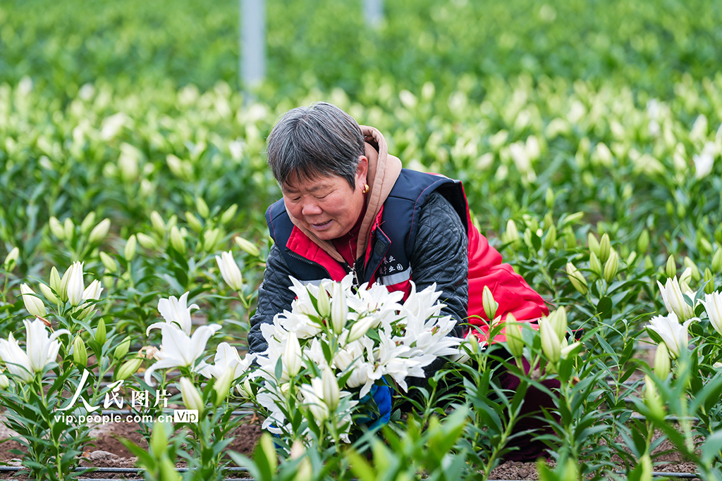 浙江金華：“美麗經濟”賦能鄉村振興【4】