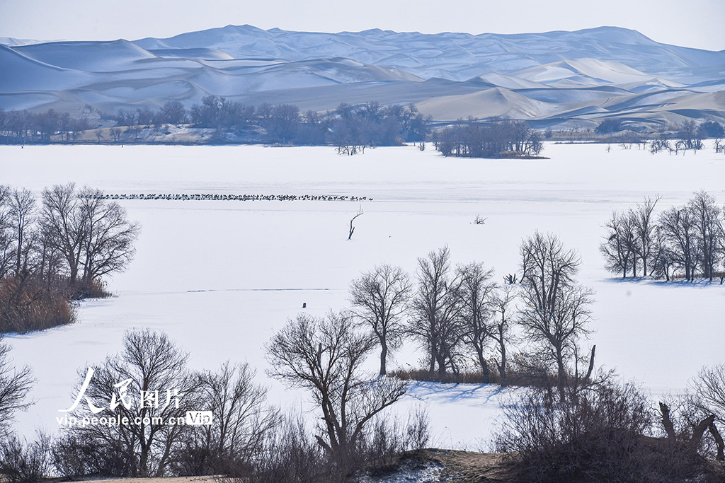 新疆尉犁：雪后大漠美如画【5】