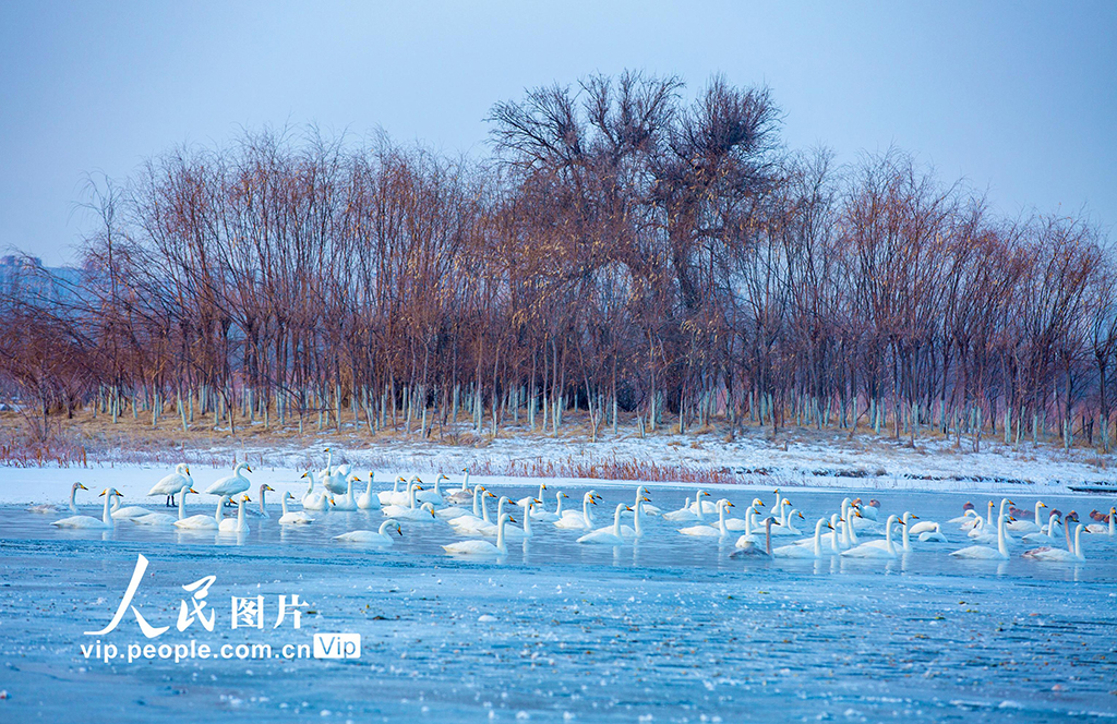 甘肅張掖:天鵝舞翩躚【2】