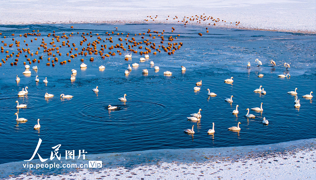 甘肃张掖：天鹅舞翩跹【5】