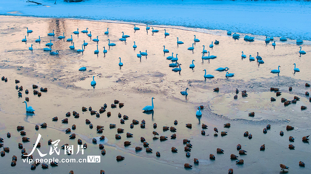 甘肃张掖:天鹅舞翩跹【6】