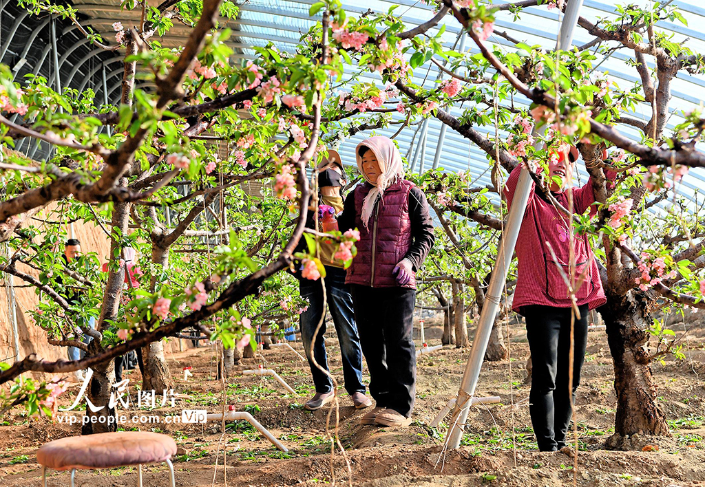 辽宁朝阳：温室樱桃人工授粉【4】