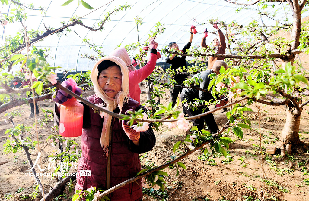 辽宁朝阳：温室樱桃人工授粉【5】