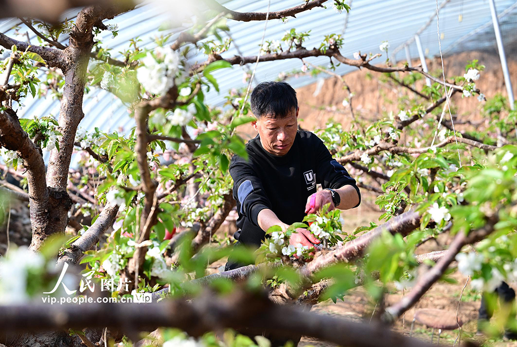 辽宁朝阳:温室樱桃人工授粉【6】