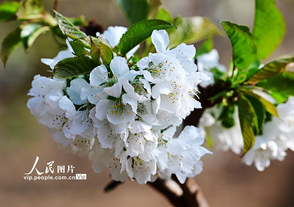 遼寧朝陽:溫室櫻桃人工授粉【2】