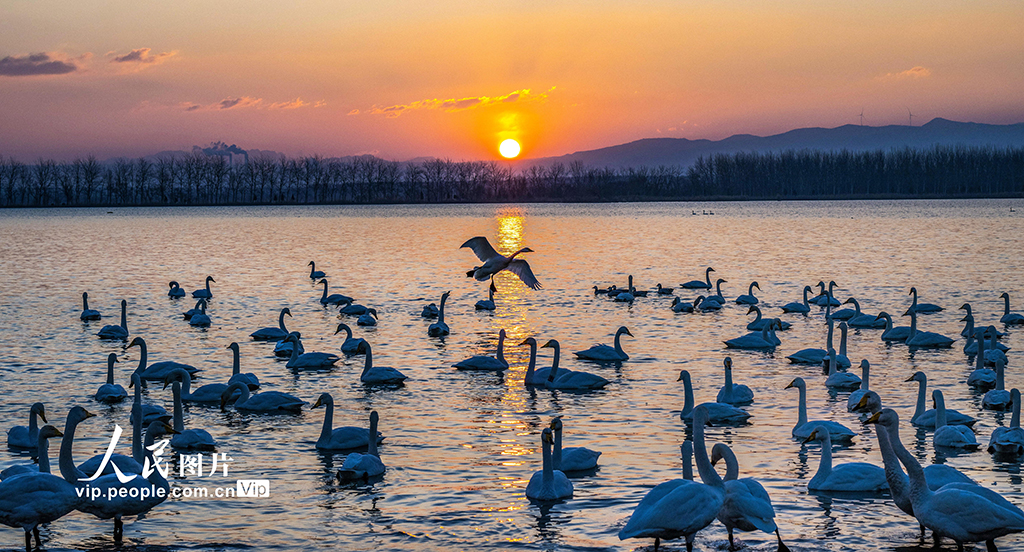 山西芮城：晨光中的天鵝【4】