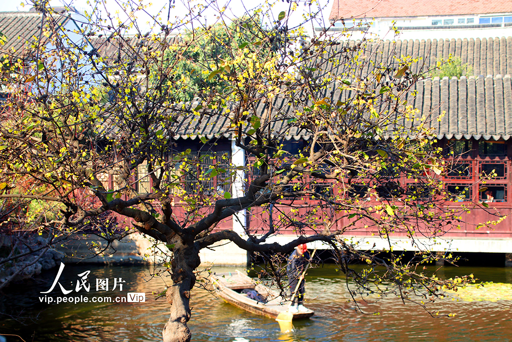江蘇蘇州:蠟梅綻放【4】
