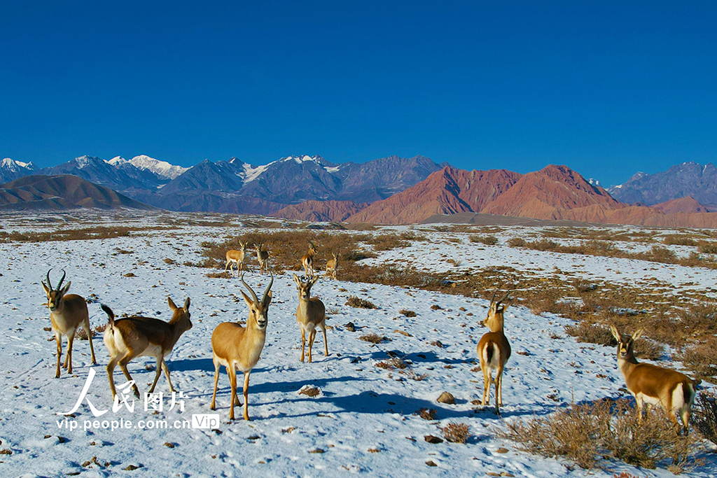 新疆溫宿：戈壁灘上的鵝喉羚【2】