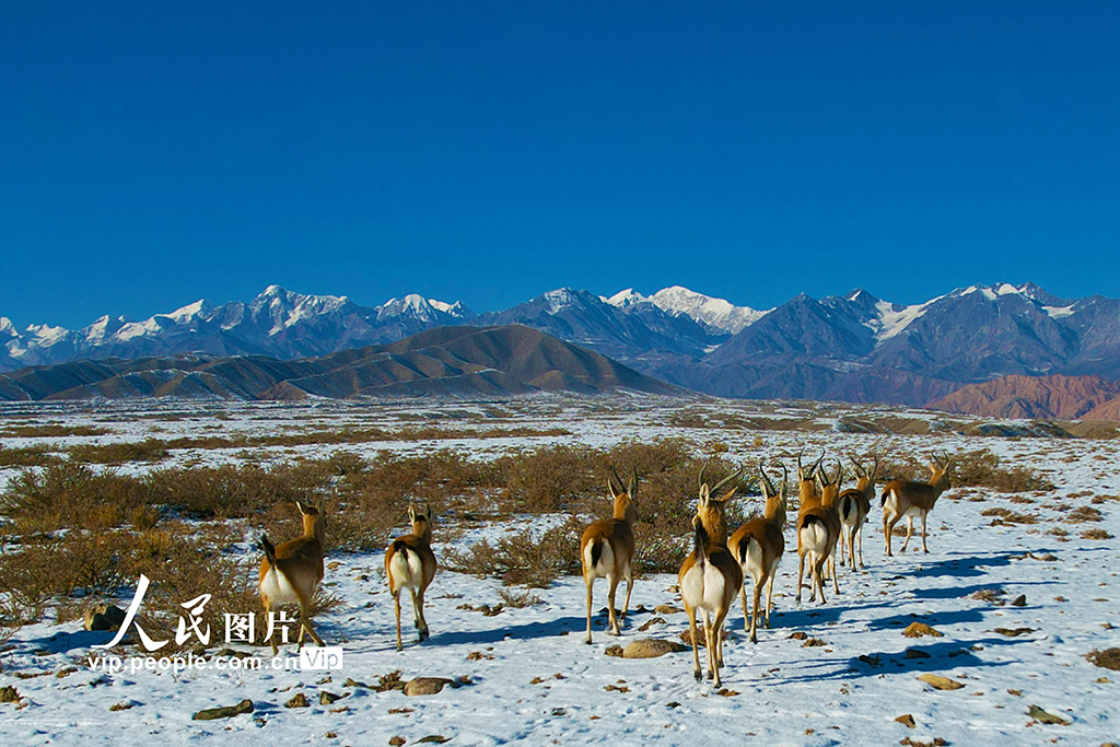 新疆温宿:戈壁滩上的鹅喉羚【5】