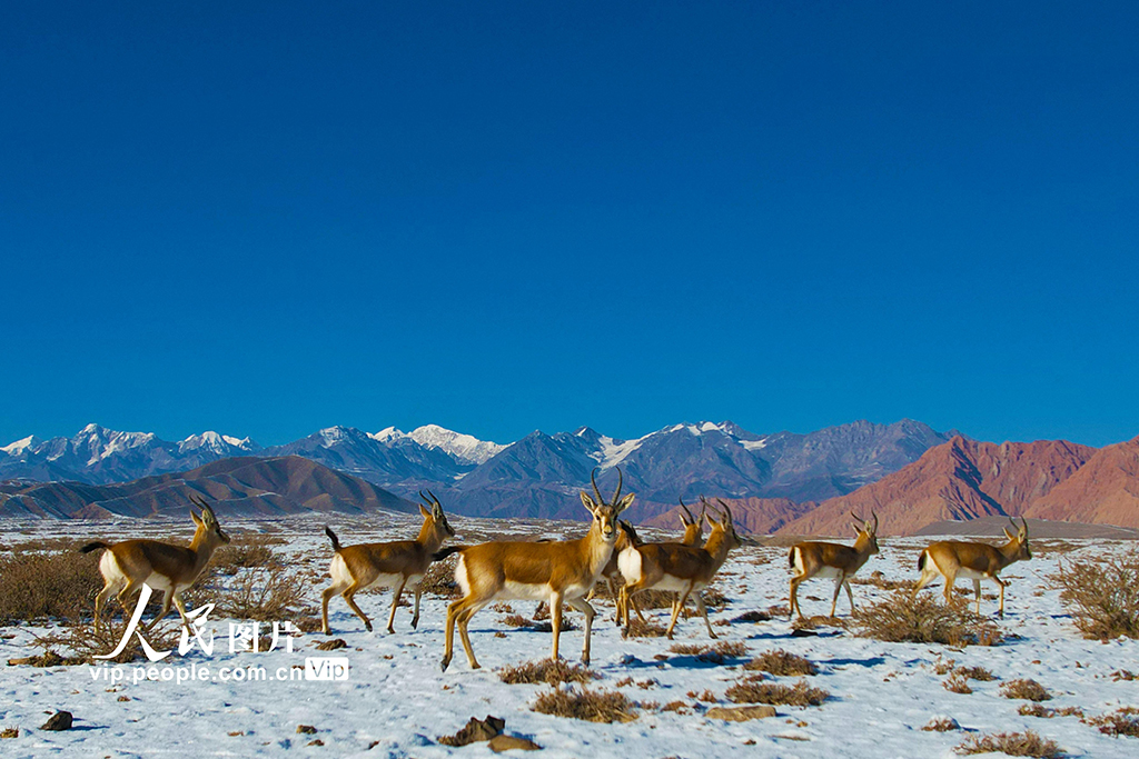 新疆温宿：戈壁滩上的鹅喉羚【6】