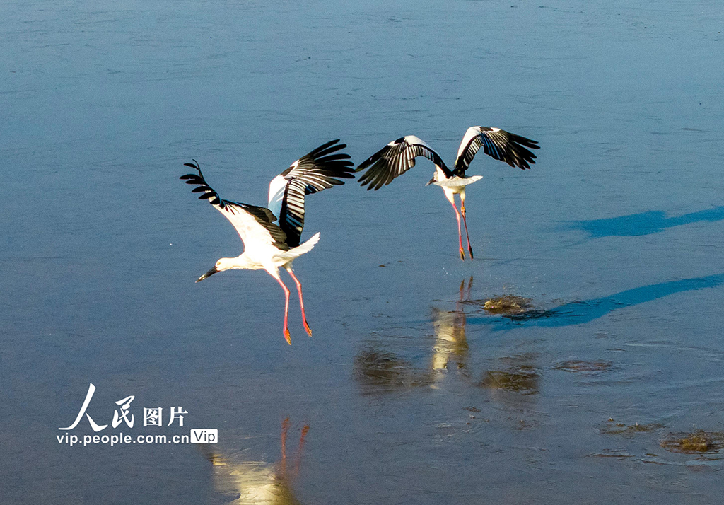 江西鄱阳湖:湿地成候鸟乐园【3】