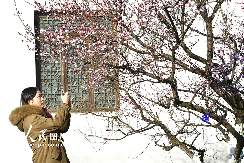 安徽合肥：冬日梅花开 游客竞相来【2】