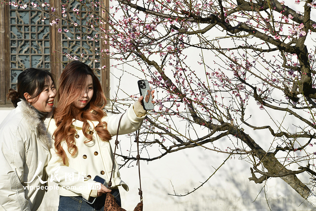 安徽合肥：冬日梅花開 游客競相來【3】