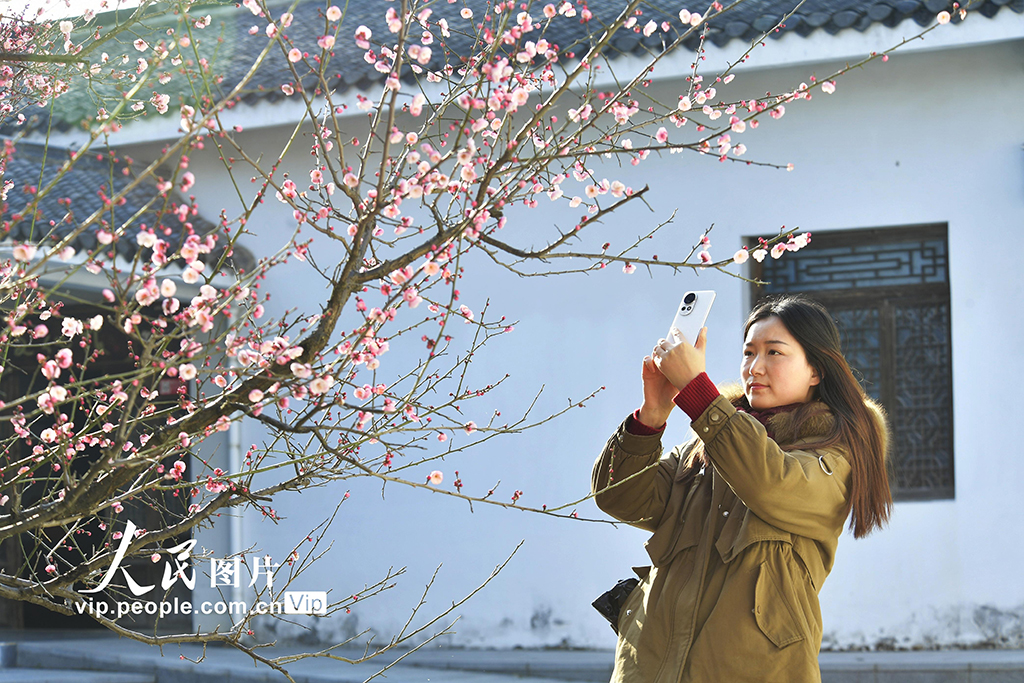 安徽合肥：冬日梅花开 游客竞相来【4】