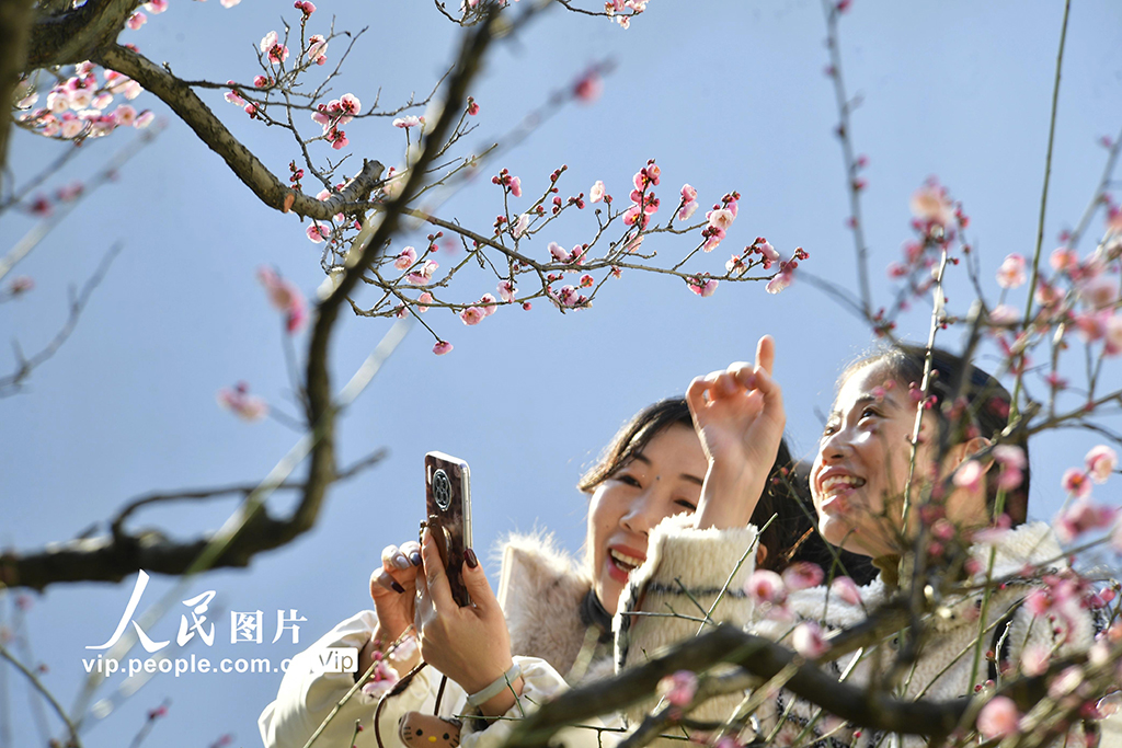安徽合肥：冬日梅花开 游客竞相来【5】