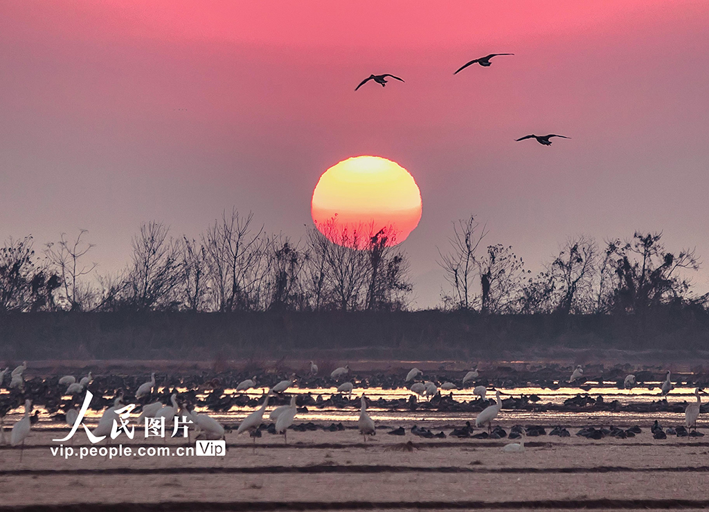 江西余干:白鹤洲生态美如画【6】