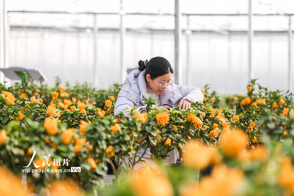 浙江金华：青年返乡 佛手飘香【3】