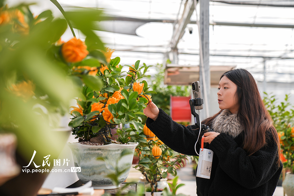 浙江金华：青年返乡 佛手飘香【4】