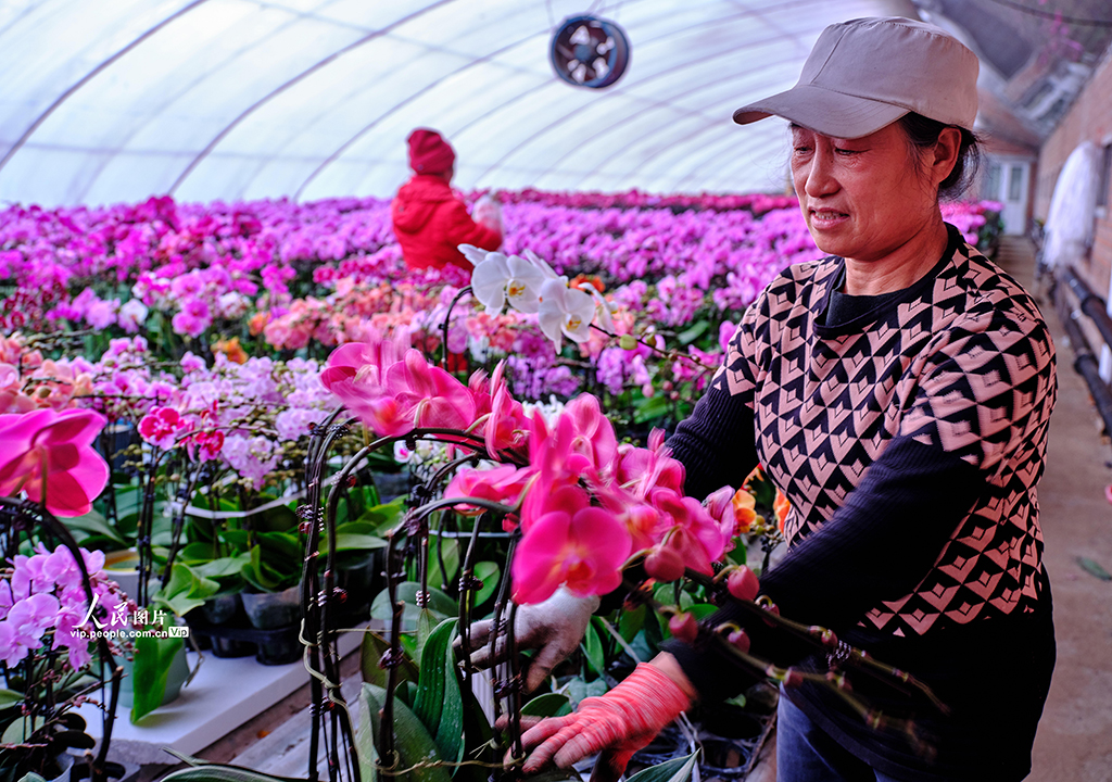 北京：花卉市場“春意濃”【3】