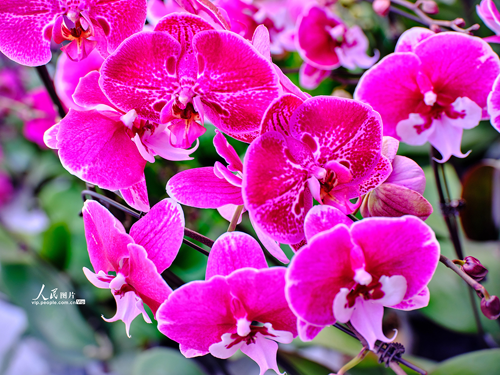 北京:花卉市场“春意浓”【4】