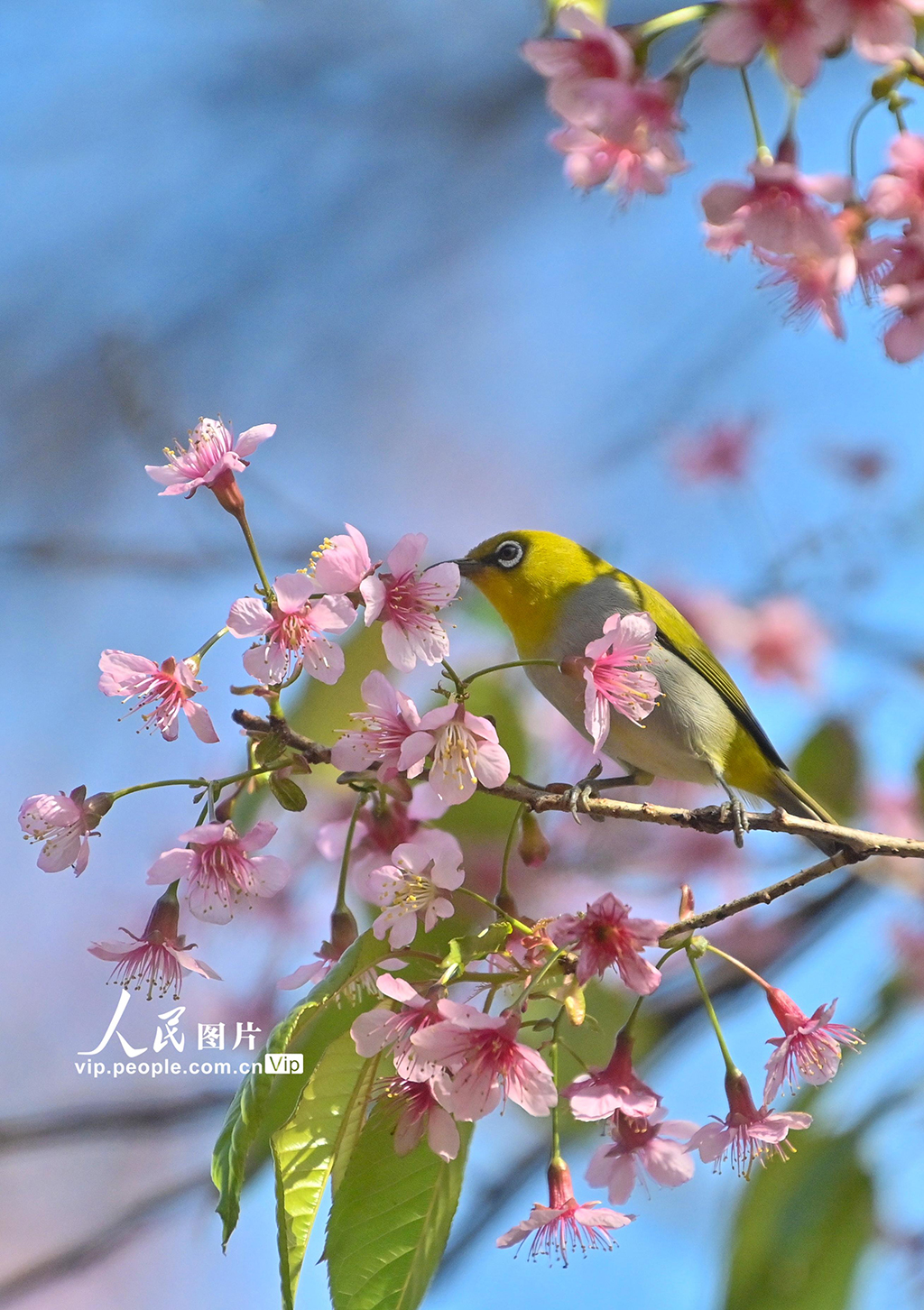 贵州贵阳:冬樱花盛开【3】