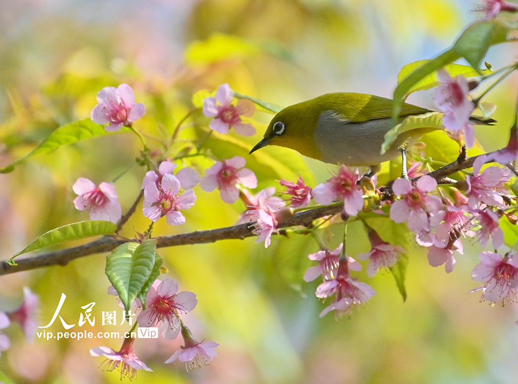 贵州贵阳：冬樱花盛开【4】