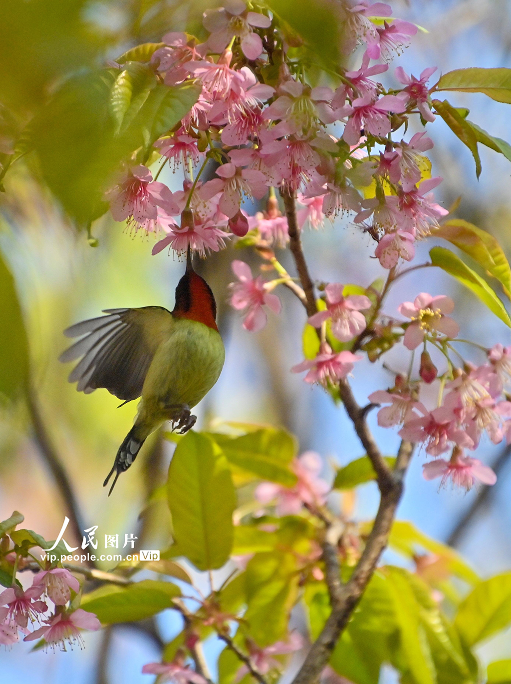 貴州貴陽:冬櫻花盛開【5】