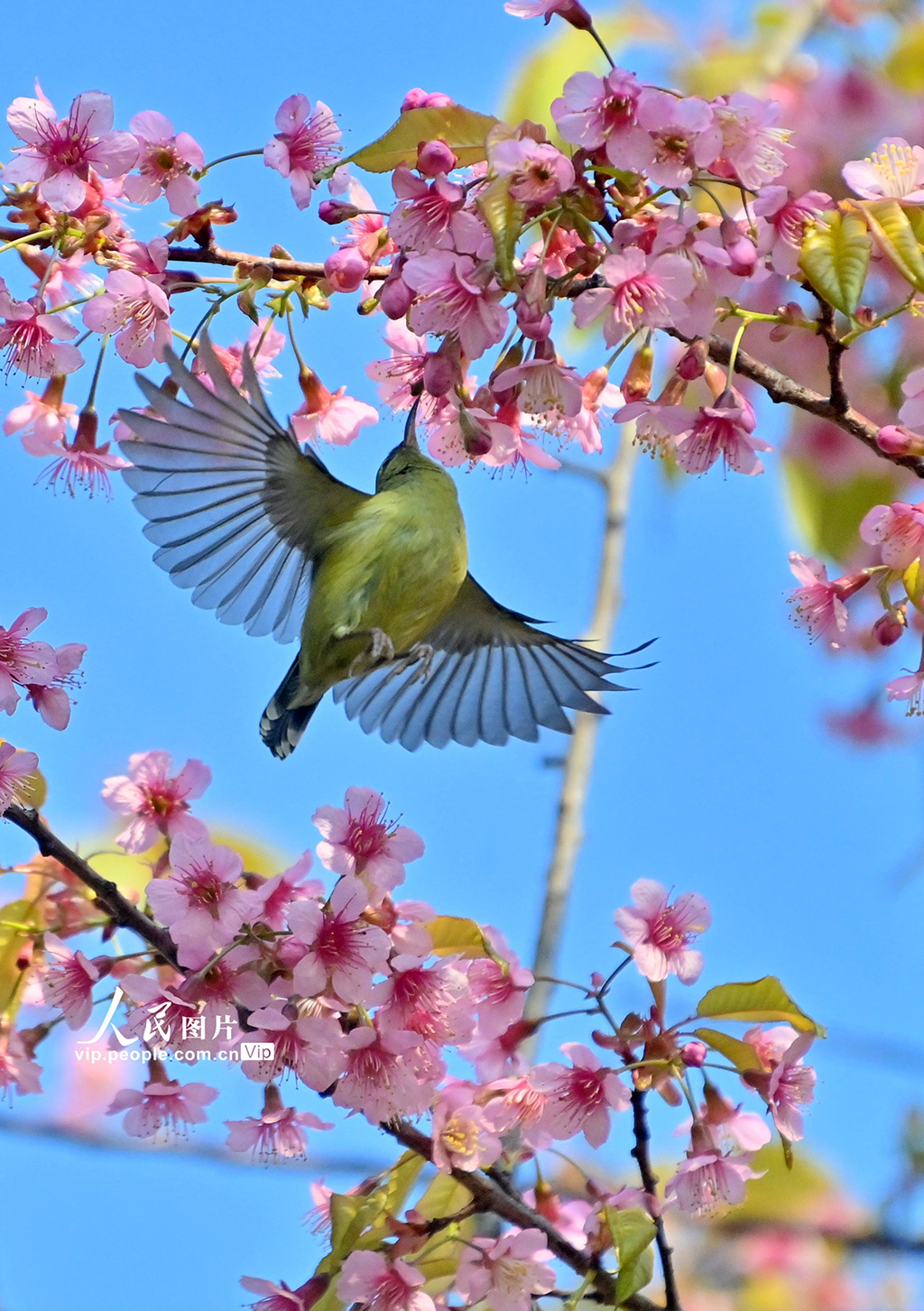 贵州贵阳：冬樱花盛开【6】
