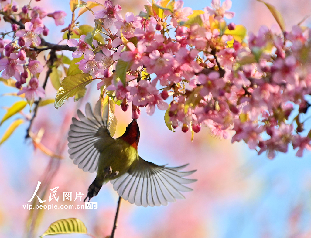 贵州贵阳：冬樱花盛开【8】