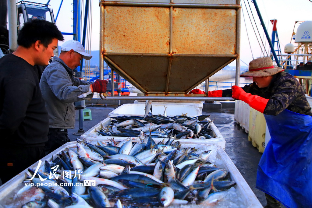 浙江玉環:冬捕歸來魚滿艙【3】