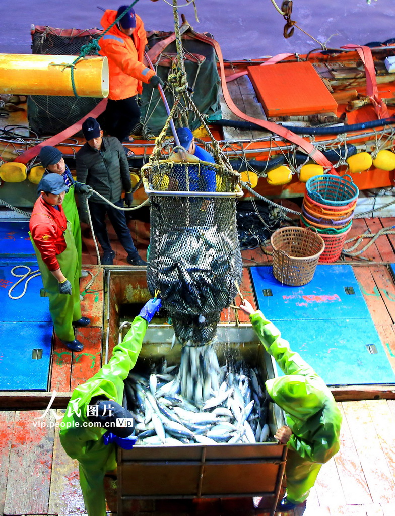 浙江玉环：冬捕归来鱼满舱【2】