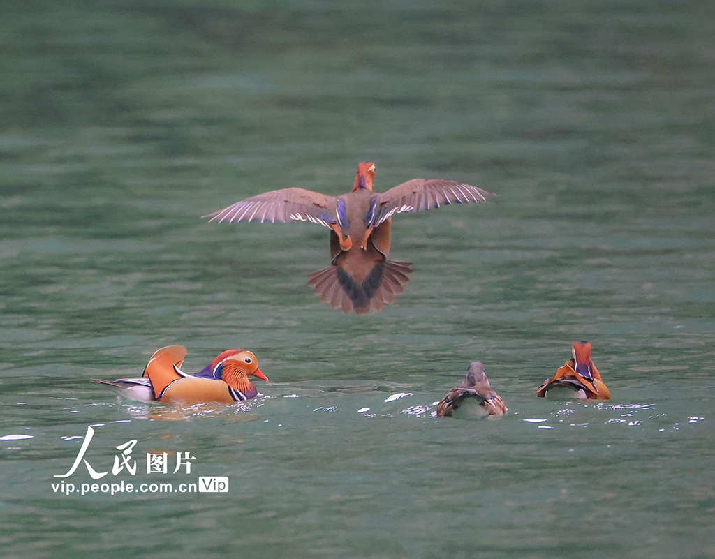重慶 ：生態小三峽成鴛鴦越冬樂園【3】