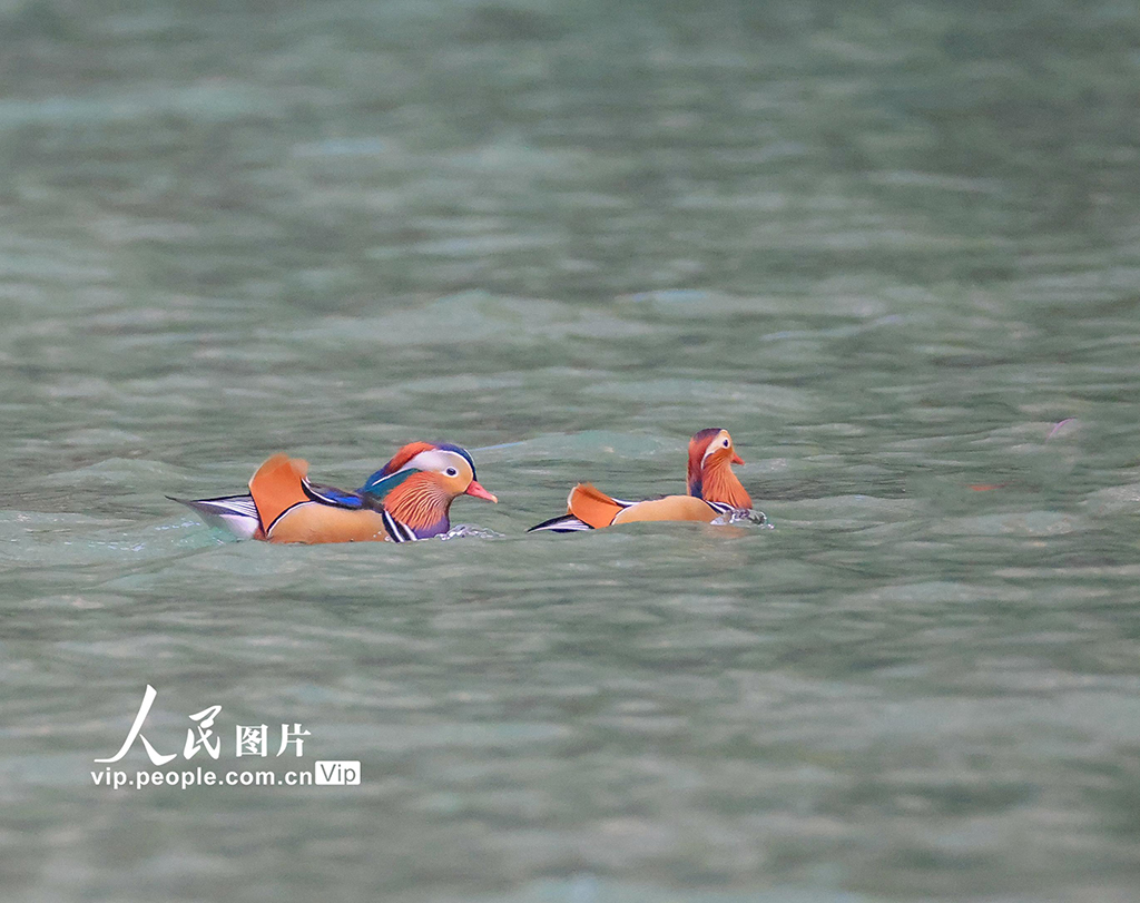 重慶 ：生態小三峽成鴛鴦越冬樂園【4】