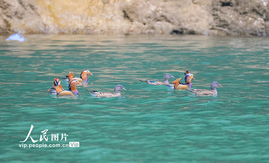 重庆 ：生态小三峡成鸳鸯越冬乐园【2】