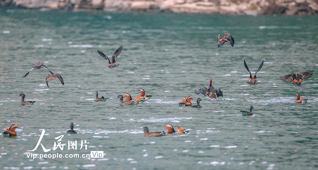 重庆 ：生态小三峡成鸳鸯越冬乐园【6】