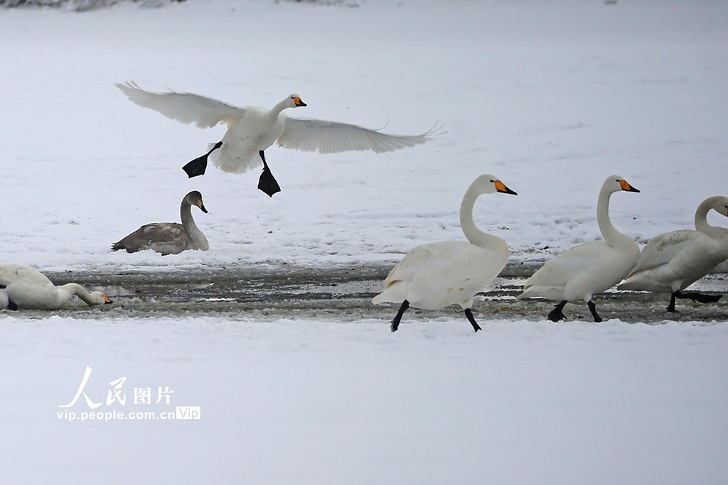 山東榮成:天鵝浴雪【4】