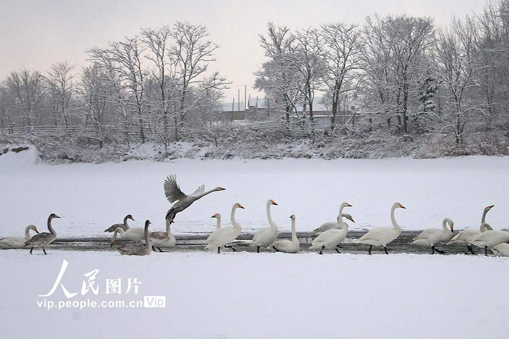 山東榮成：天鵝浴雪【3】