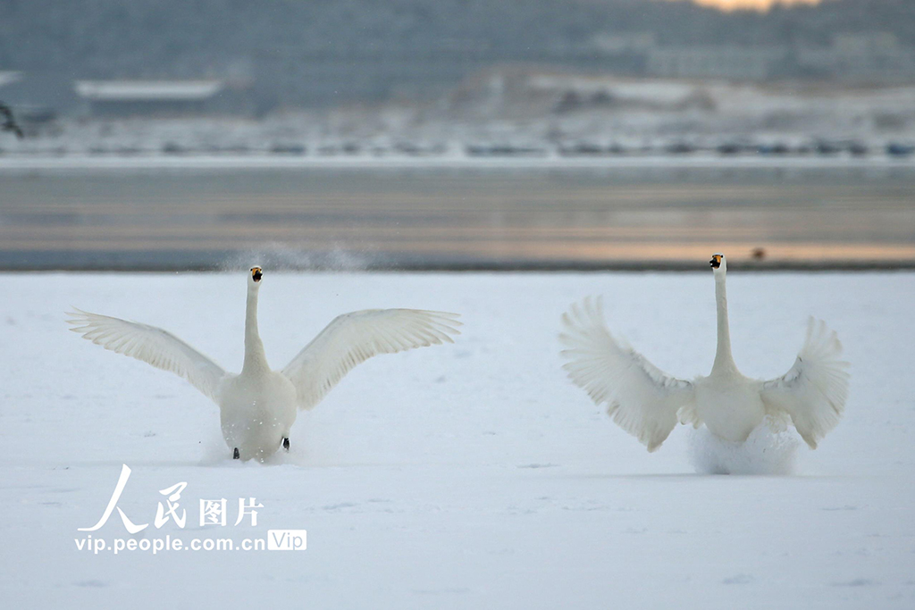 山東榮成：天鵝浴雪【5】