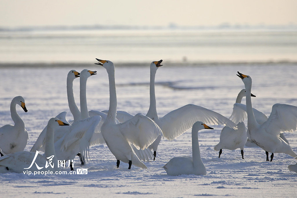 山東榮成：天鵝浴雪【2】
