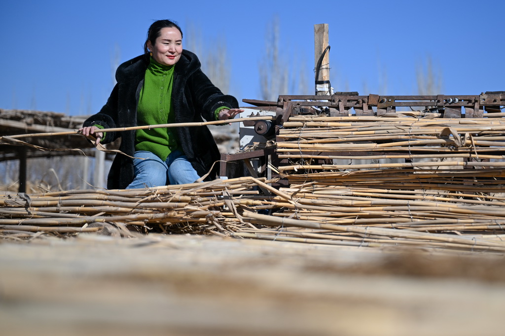 在新疆和田地区墨玉县碧玉农产品农民专业合作社，农户在制作高立式沙障（1月10日摄）。