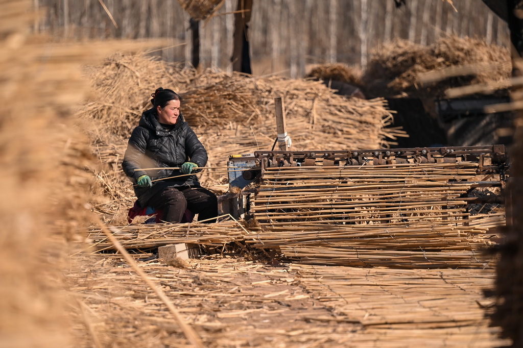 在新疆和田地区墨玉县碧玉农产品农民专业合作社，农户在制作高立式沙障（1月10日摄）。