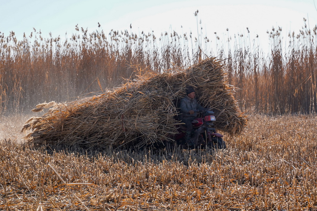 在新疆和田地区墨玉县扎瓦镇,当地农民运送收割的芦苇(1月10日摄)。